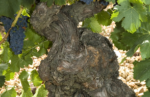 Tempranillo Rebstock Museum 2
