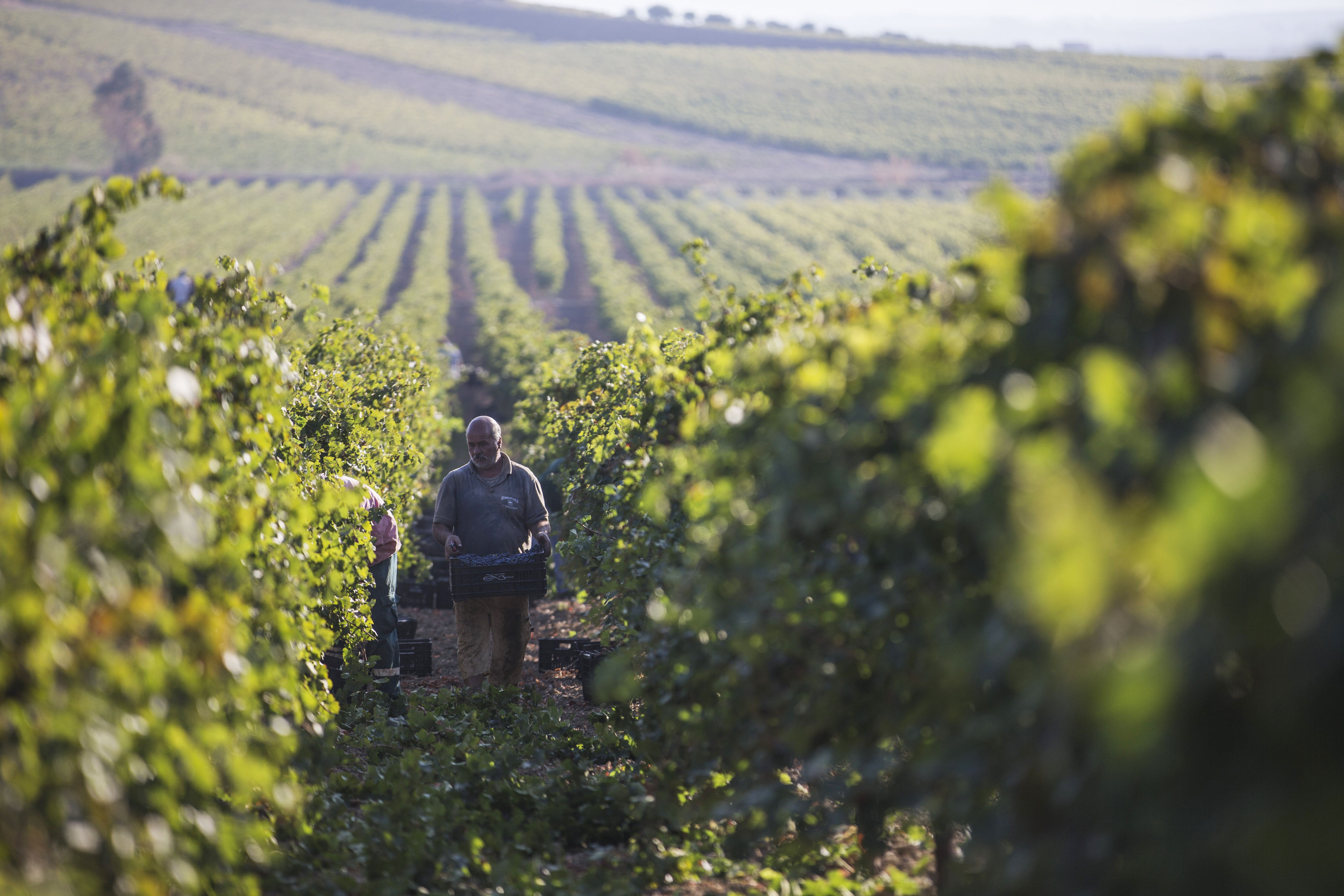 Colomba_Bianca2014_2