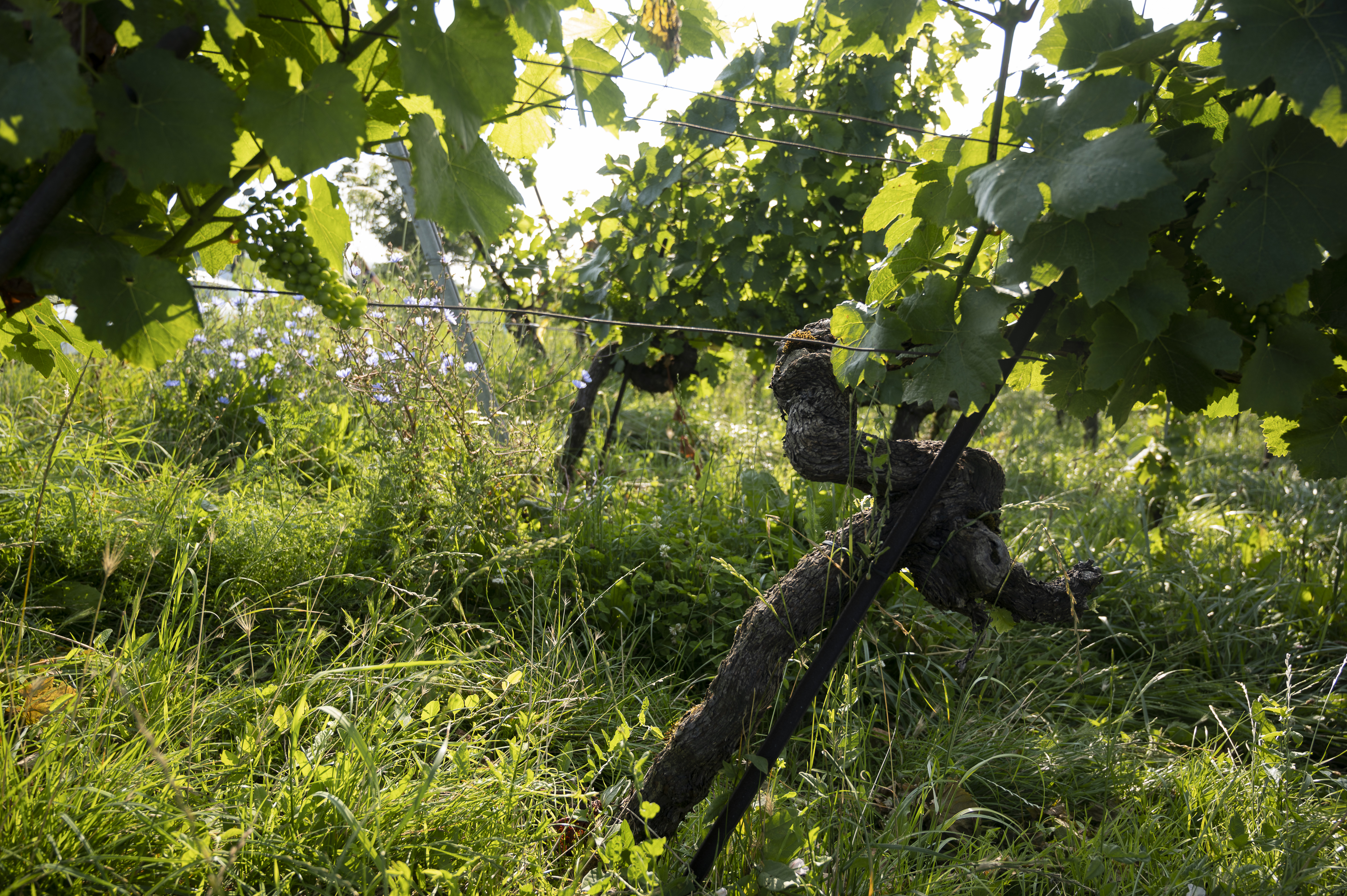 210721_2674 210721_2674