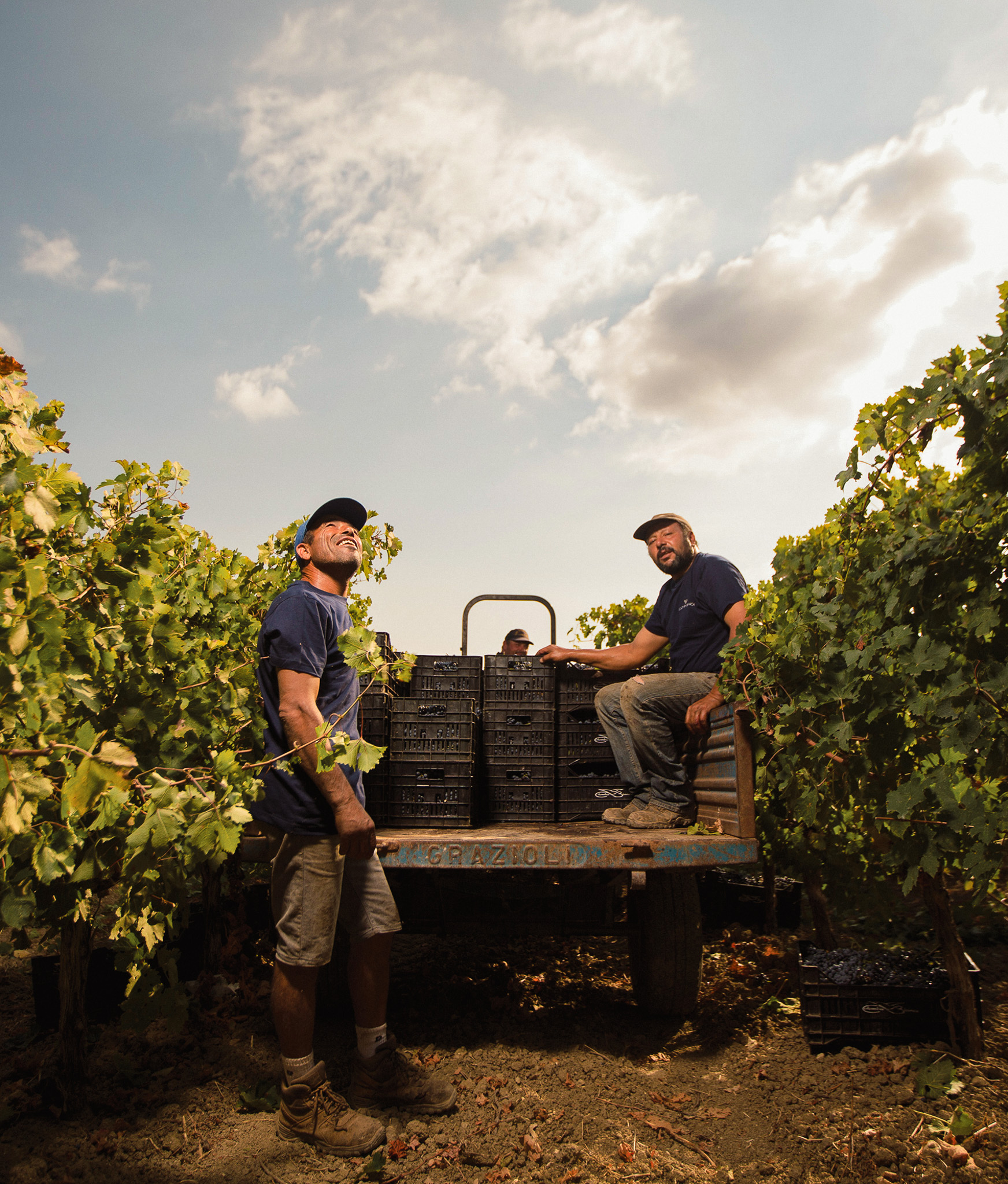 Colomba Bianca_03 Colomba Bianca_03